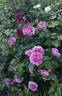 Parfum Flower Circus rose photo