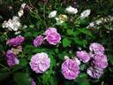 Parfum Flower Circus rose photo