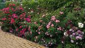 Parfum Flower Circus rose photo