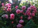 Persian Mystery rose photo