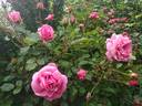 Persian Mystery rose photo