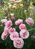 Persian Mystery rose photo