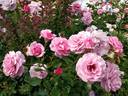 Persian Mystery rose photo