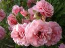 Persian Mystery rose photo