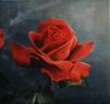 Ville de Gand rose photo