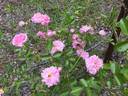 Dorothy Dennison rose photo