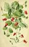 <i>Clematis pitcheri</i> Torr. et Gray clematis photo