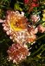 Ruffles Dream rose photo