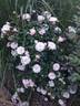 Starlet Rose Alina rose photo