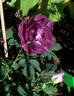 Amethyst Star rose photo