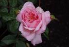 Anne Boleyn rose photo
