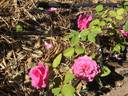Patrick Anderson rose photo