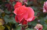 Montezuma rose photo