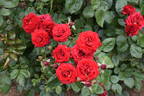 Courage rose photo