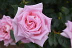 Anne Letts rose photo