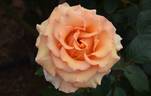 Sunstruck ™ rose photo