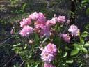 Dorothy Dennison rose photo