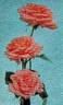 Caroline Kaart rose photo