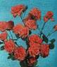 Agatha Christie rose photo