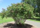 <i>Rosa webbiana</i> Wallich ex Royle rose photo