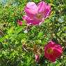 <i>Rosa webbiana</i> Wallich ex Royle rose photo