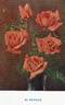 Wilhelm Kordes rose photo