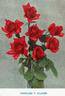 Charles P. Kilham rose photo