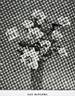 Edo Bergsma rose photo