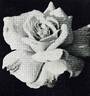 Etty van Best rose photo