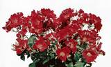Buisman's Glory rose photo