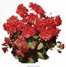 Buisman's Triumph rose photo