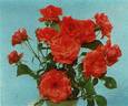 A.J. Herwig rose photo