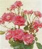 Elka Gaarlandt rose photo