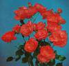 Dr. van de Plassche rose photo