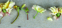 Souvenir de Pierre Notting rose photo