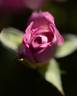Lavender Kordana rose photo