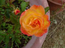 Bengal Tiger ™ rose photo