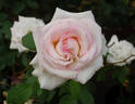 Biedermeier ® rose photo
