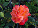 Bonfire Night ® rose photo