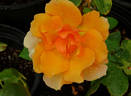 Bronze Star ™ rose photo