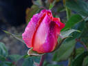 Bronze Sunset rose photo