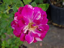 Burlesque rose photo