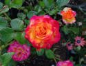 Burning with Passion rose photo