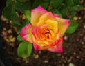 Burning with Passion rose photo