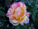 Cabana ™ rose photo