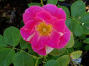 Candy Land™ rose photo