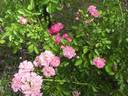 Dorothy Dennison rose photo