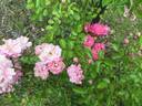 Dorothy Dennison rose photo