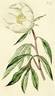 Lactiflora peony photo