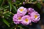 Pétronille d'Angoulême rose photo